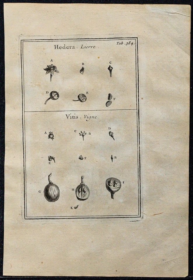 1719 - Ivy & Vine - engraving antique Of Botany (Tournefort)