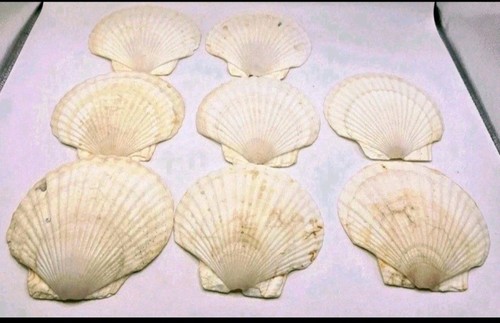 Large Scallop Shells Lot Of 8 