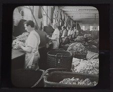 Vintage Keystone Magic Lantern Glass Slide-Sorting Raw Wool into 3 Grades