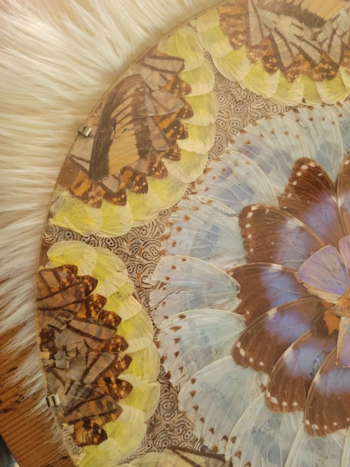 ...GRAND CADRE ROND AILE PAPILLON NACRE VINTAGE... 🦋 - Photo 3/4