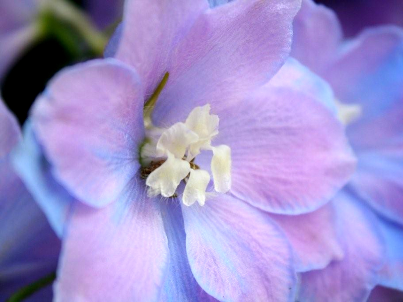 DELPHINIUM MAGIC FOUNTAIN LAVENDER WITH WHITE BEE 60 SEEDS
