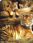 Tiger Cubs Family Quiet Fire Medium Weight Faux Fur Bed Spread Bedroom Blanket