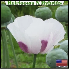 20,000 Organically Grown Tasmanian Papaevar Somniferum Poppy Seeds for Planting