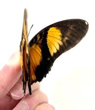 Insect Butterfly Moth Charaxes fournierae kigeziensis-Very Rare Female!