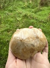 Doppelfossil polierter Seeigel Madagaskar Holectypus depressus