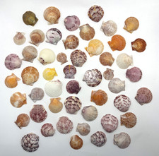 Lot of 50 Small Scallop Sea Shells From Southwest Florida B91