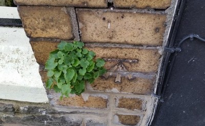 Photo 6x4 Ordnance Survey Cut Mark Cardiff/Caerdydd This OS cut mark can c2017