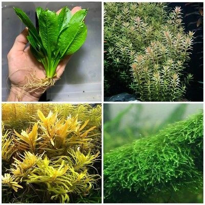 Plant Pack 8 Live Aquarium Plants Java Fern Amazon Sword Jungle Val Anubias ✅