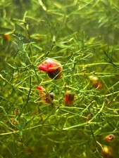 10 Pink Ramshorn Snails - Great For Cleaning Up Aquariums Or Used As Food Source