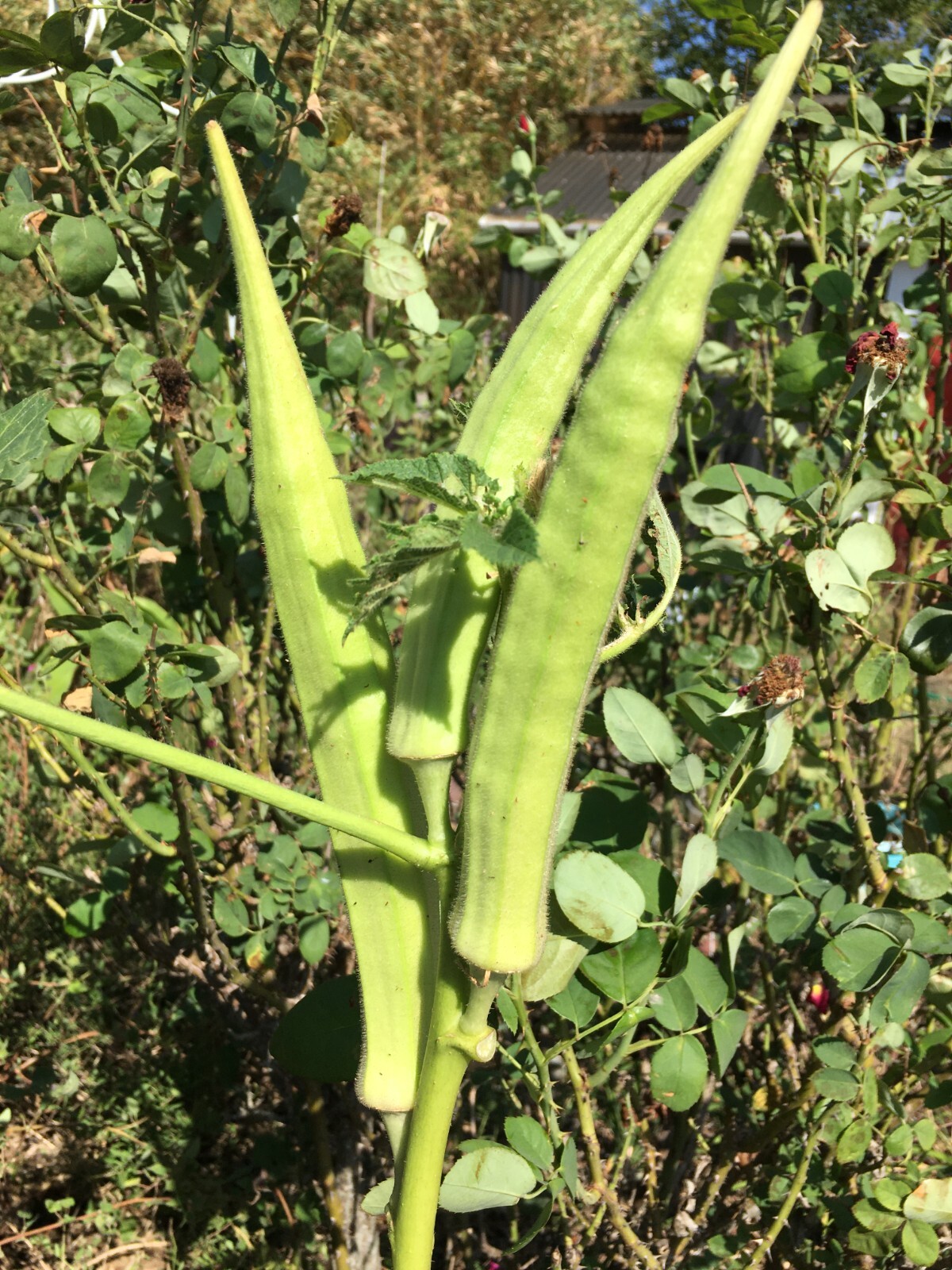TEXAS LONGHORN OKRA COW HORN 25 Fresh Seeds FREE Shipping eBay