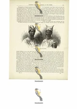 Bambaras & Their Head-Dresses, Mali, Book Illustration (Print), c1880