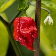 3x Carolina Reaper Chilli Pepper Plug Plants 🌶️- PREMIUM PELLET PLUG GROWN