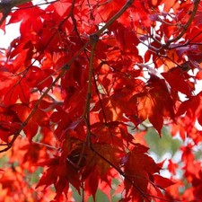 Emperor Japanese Maple Tree Live Potted Plant Ornamental Landscape