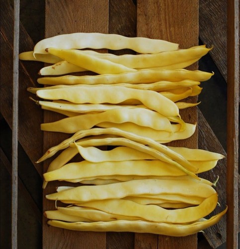 bush bean golden wax 50 seeds * heirloom * non gmo * combsh g42