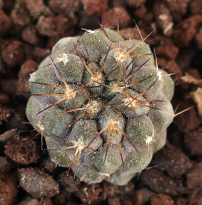 Copiapoa columna-alba X Copiapoa haseltoniana - | eBay