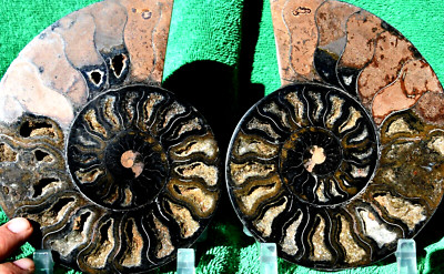 Large Black Ammonite Pair Nice Crystals XLarge 6.8'' 110myo fossil 173mm a3730rr