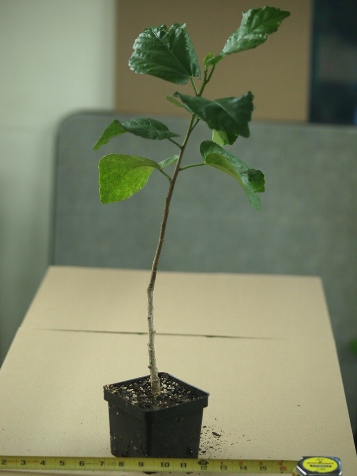 TAHITIAN CHANTAL'S VALENTINE Tropical Hibiscus Plant in 4.5" pot eBay