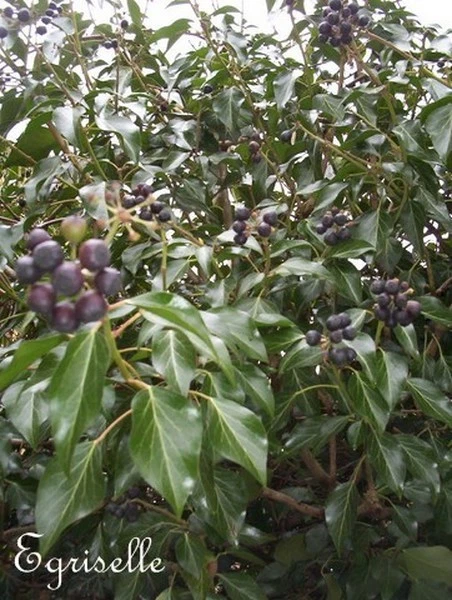 ♫ LIERRE 'Tout Mélange des Variétés' ♫ Graines ♫ Ornementale Grimpante Mellifère - Photo 4/4