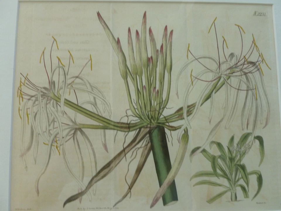 1821 Antiguo Curtis Estampado Botánico de Flores "Crinum Declinatum" Doble Tamaño Foto 3 de 4