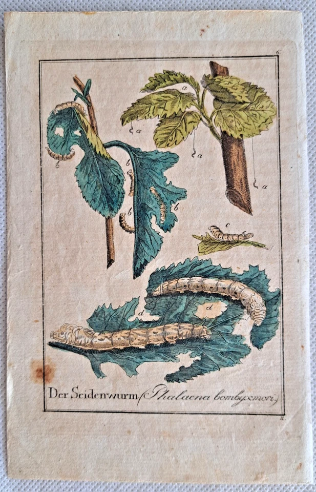 Ameise Pillenkäfer Seidenwurm Mücke 4 Kupferstiche handkoloriert c 1790 Insekten - Bild 4 von 4