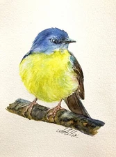 Eastern Yellow Robin Original Watercolor Painting 