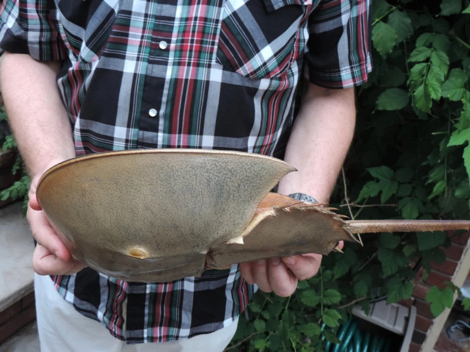 15" long FULL HORSESHOE CRAB Living Fossil of Atlantic Ocean/ Shell, molt - Image 4 of 4