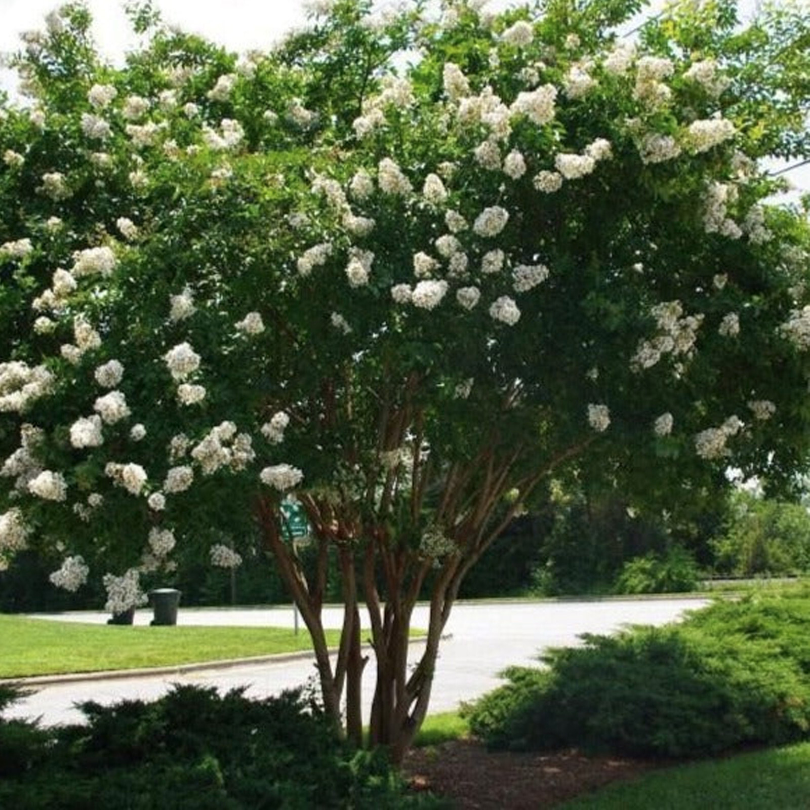 20 white lace CREPE MYRTLE seeds Tree Shrub Lagerstroemia Indica