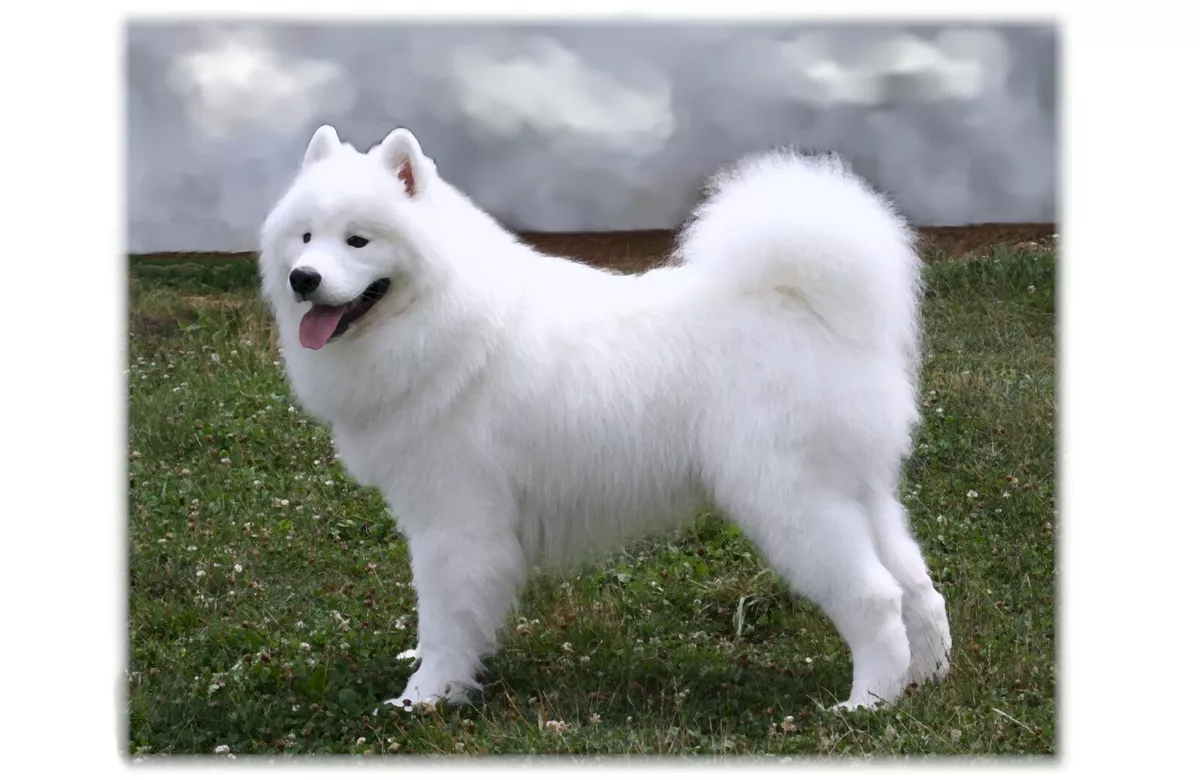 Sammy samoyed best sale