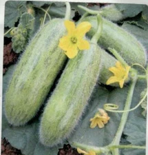 Furry cucumber Seed ANTEP 12 pcs Seeds  ( Tuylu Acur )