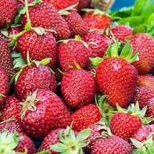 Albion Strawberry - Day Neutral Strawberry Plants (10 Bare-Root plants)
