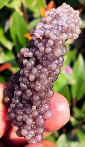 Muestra de ágata de uva púrpura Starlight calcedonia botrioidal natural 30,0 g ie3055 - Imagen 12 de 15