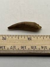 Spinosaurus 1.5” TOOTH  Teeth Dinosaur Fossil RARE Pre-Maxillary F111