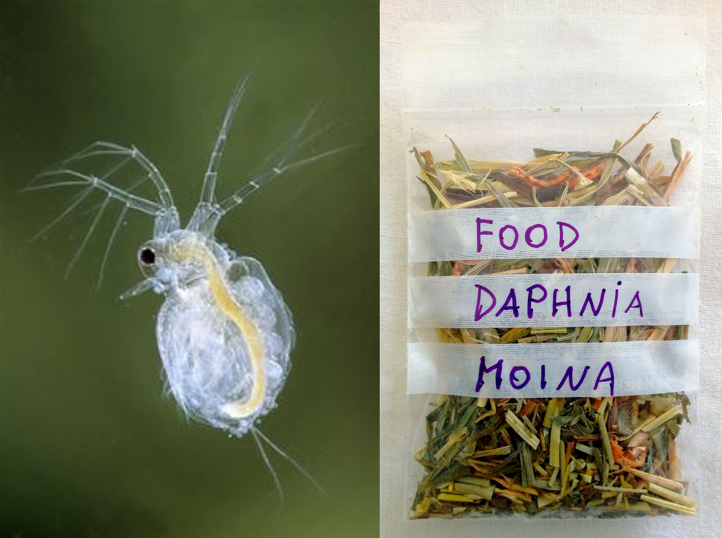 Starter Culture Daphnia Daphnie, Moina, live food for fish, triops