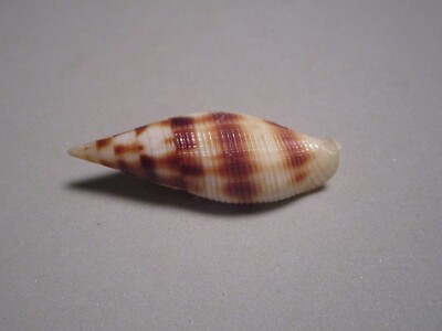 Mitra ustulata Reeve, 1844