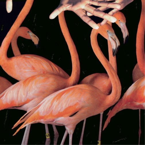 Sweet Williams What's Wrong With You (Vinyl LP) Limited  12" Album