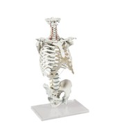 Anatomisches Modell, WirbelsäUle Mit Brustkorb
