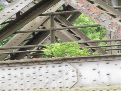 Foto 6x4 Bäumchen auf der Brücke Appleford Ein Bäumchen wächst aus einem Teil o c2009