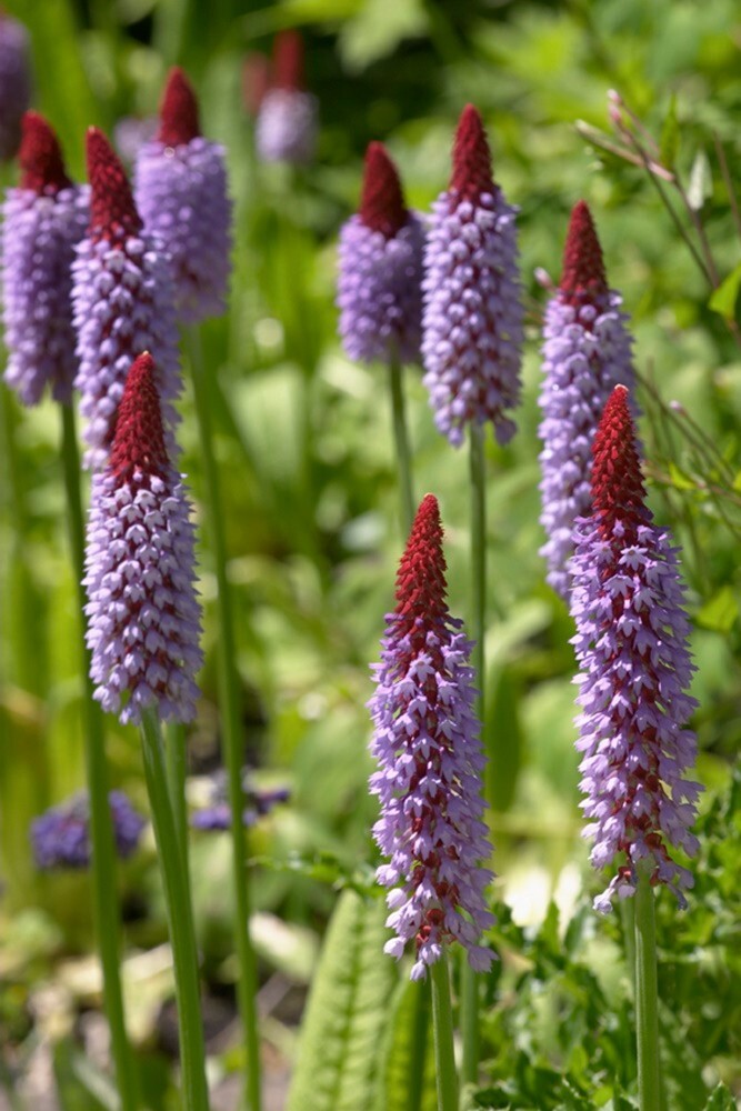 Primula vialii - 20 seeds