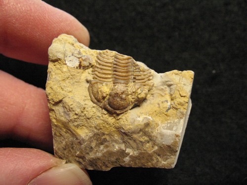 Ordovician trilobite fossil Encrinuroides capitonis Bromide Oklahoma #3 - Picture 2 of 5