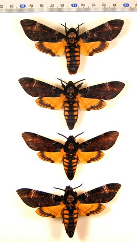 Sphingidae Acherontia atropos 4 pcs Rare aberration MOUNTED butterfly