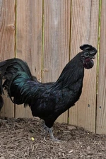 6+ Fresh Ayam Cemani Hatching Eggs RARE BREED All Black