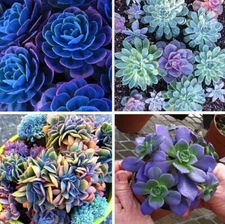 100 Mixed Rare Succulent Seeds, Mult-Color Indoor/Outdoor Plant