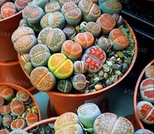100pcs Rare Lithops  Easy Living Stones Plant Succulent Cactus Fresh Seeds