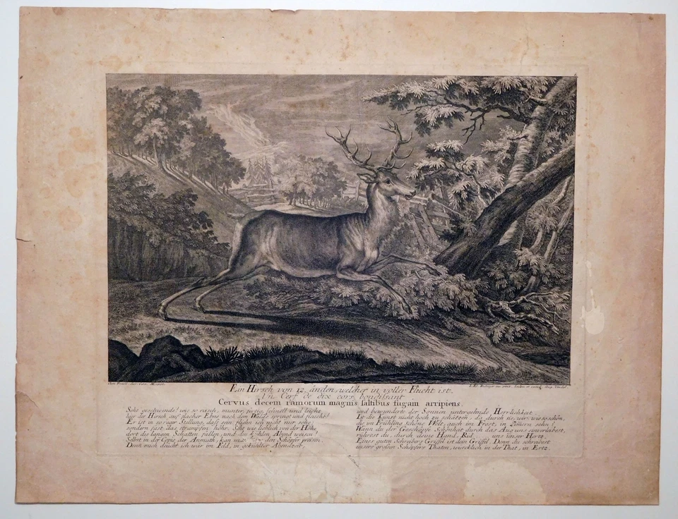 Radierung,  Zwölfender, J.E. Ridinger, 1736,  Thienemann 201, B.H. Brockes - Bild 2 von 4