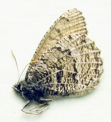 Oeneis bore bore, Male, A1 (Russia: Polar Ural)