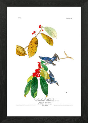 The Birds of America - Azure Warble gerahmtes Wandbild Poster Leinwanddruck Bild