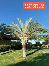 3 Seeds Triangle Palm Tree Fast Growing Perennial Garden Landscape