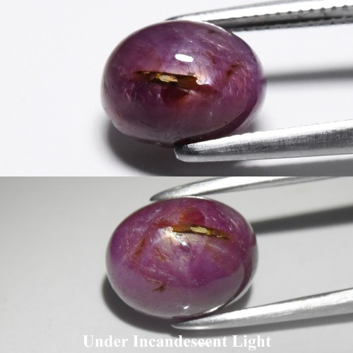 ๐ 3.15ct Oval Cabochon Purplish Red 6 Ray Star Ruby - Unheated, Myanmar Gem