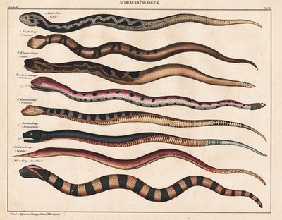 Schlange snake false boa Pseudoboa Blattnasennattern Langaha engraving Oken 1830