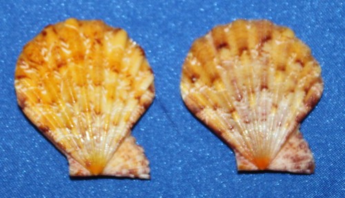 Seashell 2 Piece pecten semipallium dianae Set Okinawa F+ #S-10